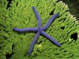 Fialová hviezdica na korale